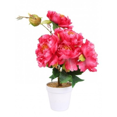 Pink Peony Flower Plant Pink Peony Flower Plant