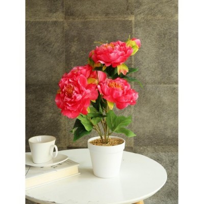 Pink Peony Flower Plant Pink Peony Flower Plant